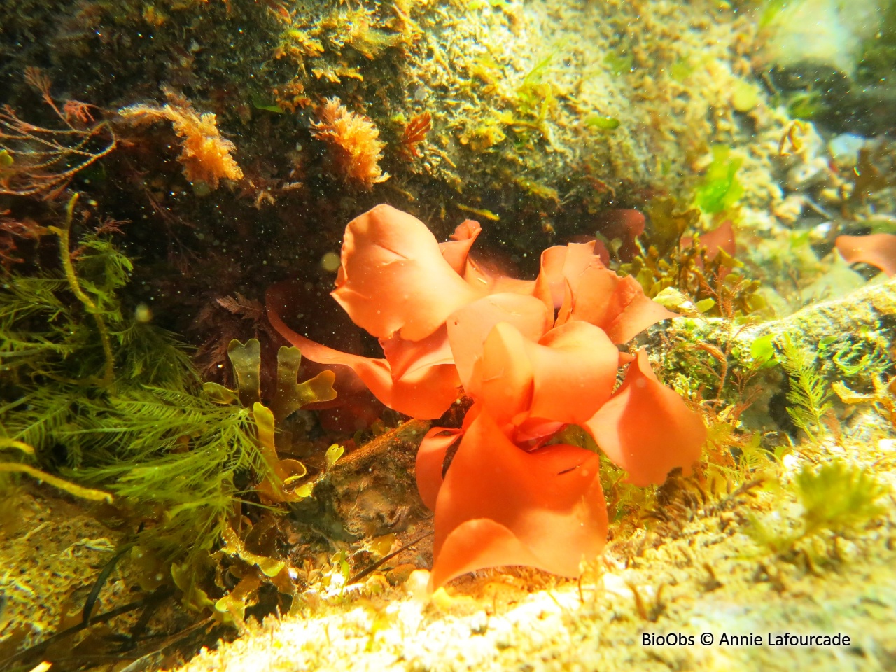 Grateloupe lancéolée - Pachymeniopsis lanceolata - Annie Lafourcade - BioObs
